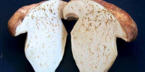 Postoje crvi u vrganjima i kako ih izvaditi